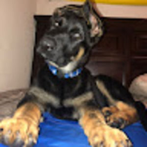 Meet your Posher, Anthony